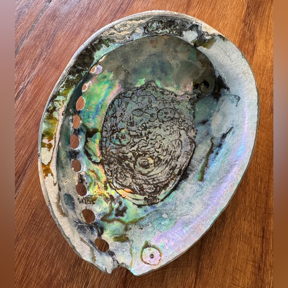 Iridescent Abalone Shells - Picture 6 of 7
